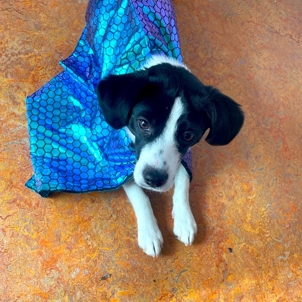 Toddler/Dog Superhero Matallic Cape